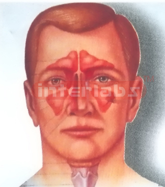 HEAD, NOSE, THROAT CAVITY COMPARISON MODEL INSIDE & OUTSIDE FACE